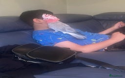 Parrots birds for sale: Hand Reared Galah Cockatoo - Image 2