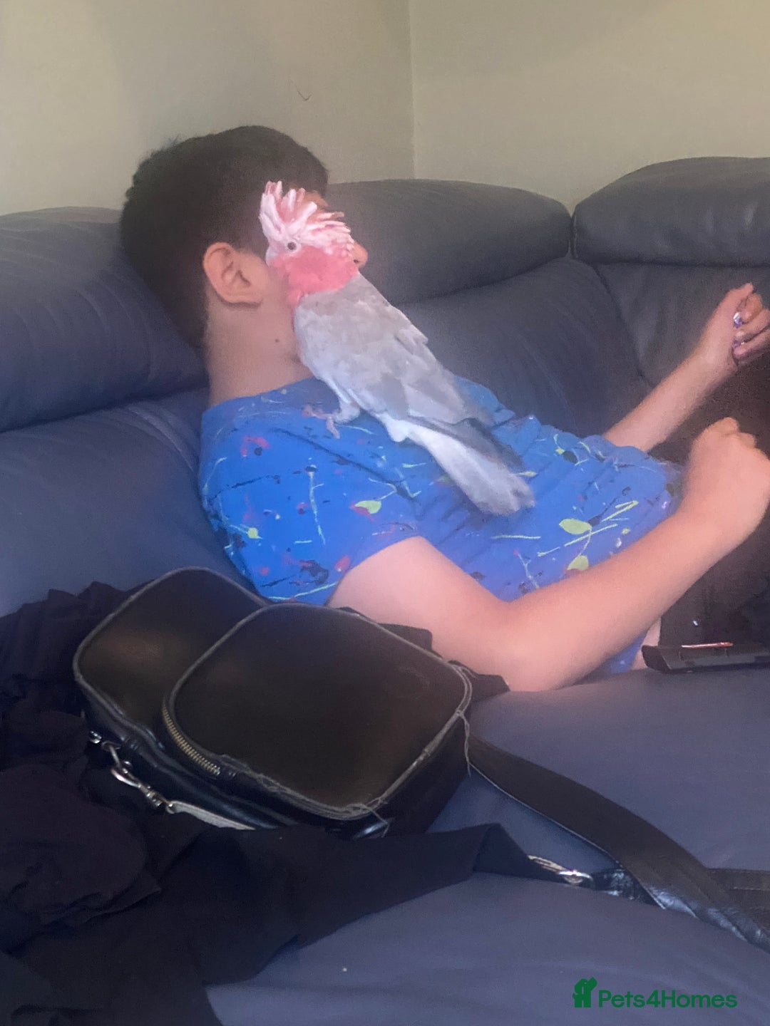 Parrots birds for sale: Hand Reared Galah Cockatoo - Image 2