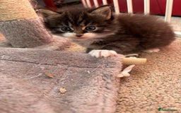 Ragcoon cats for sale: Maine Coon/Ragdoll Cross - Image 7