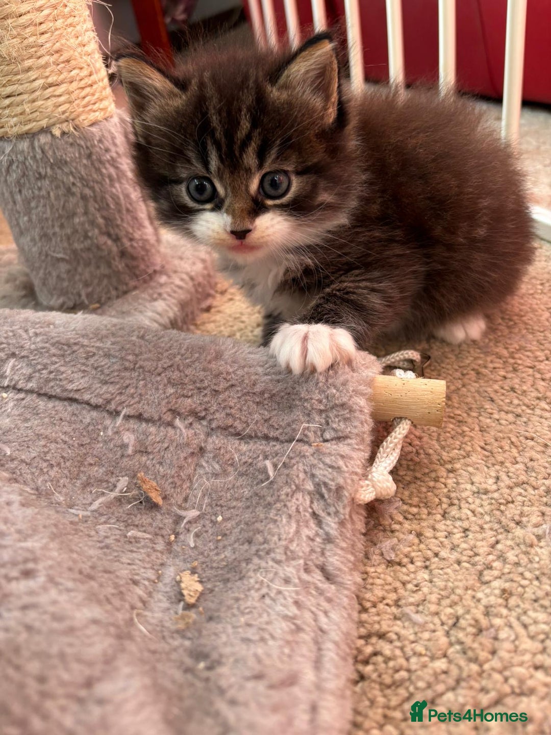 Ragcoon cats for sale: Maine Coon/Ragdoll Cross - Image 7