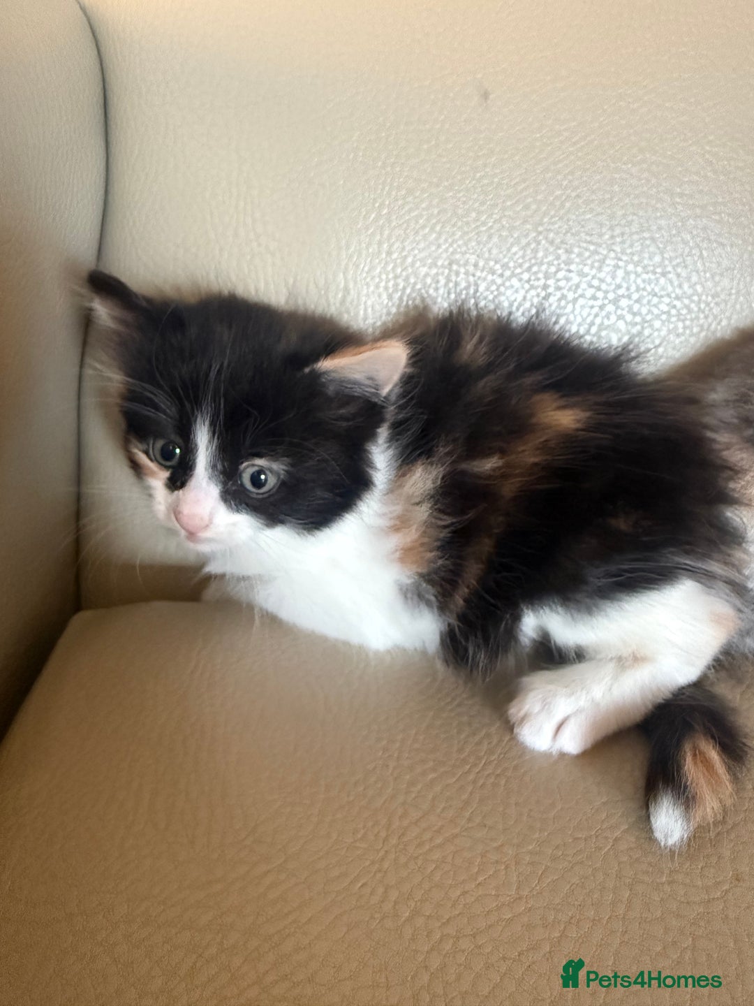 Ragdoll cats for sale: Part rag doll kittens  - Advert 12