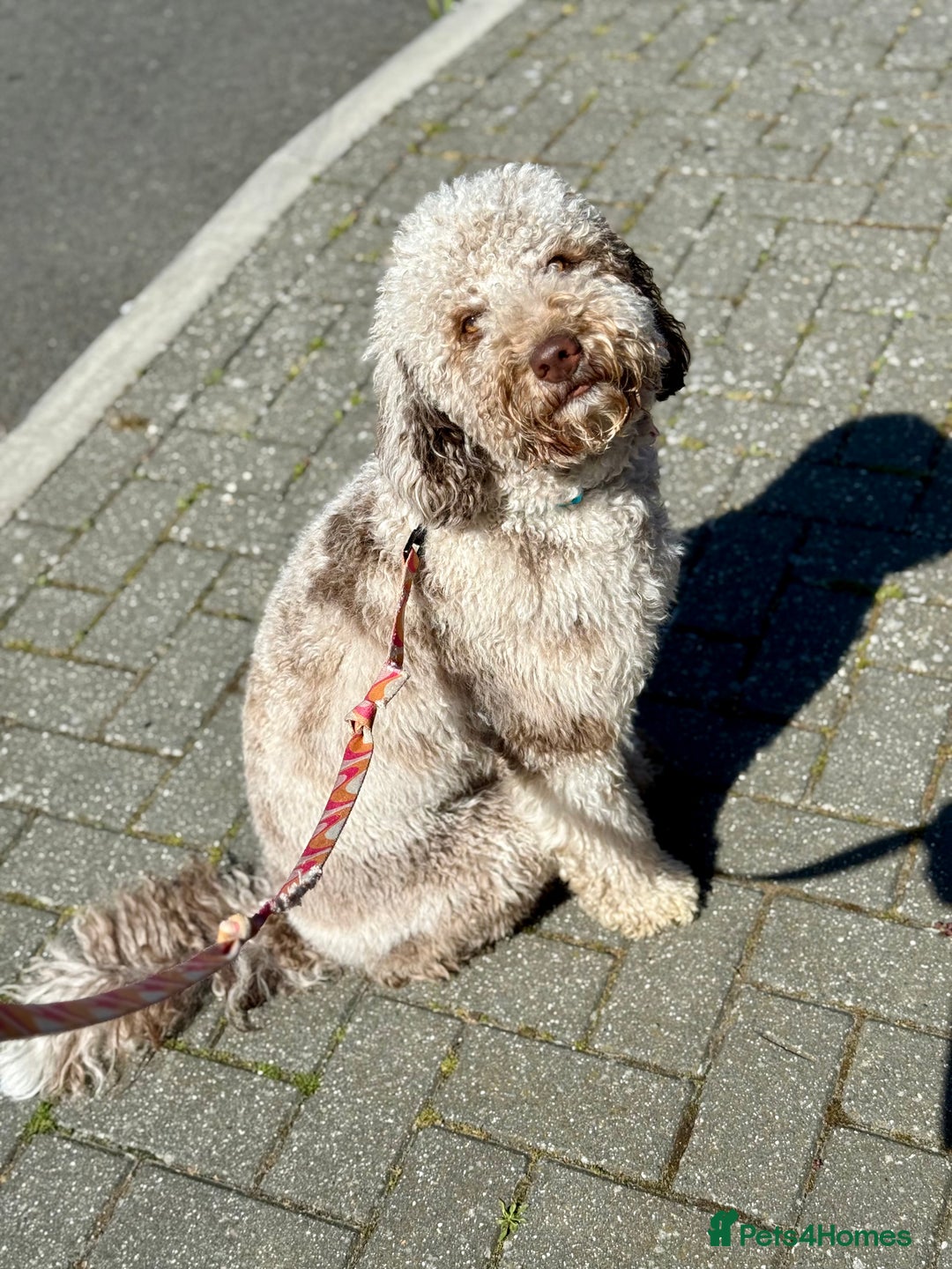 Bernedoodle dogs for sale: Mini Bernedoodle **waiting list** - Image 10