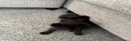 British Shorthair cats for sale: 6 adorable kittens - Advert 16