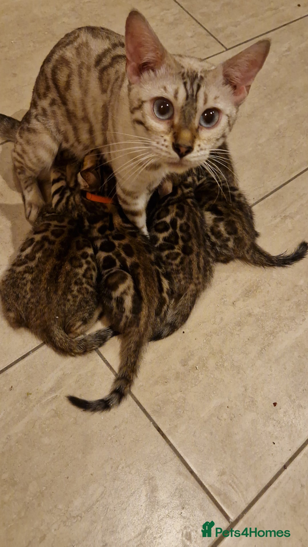 Bengal cats for sale: Beautiful kittens 🥰 - Advert 21