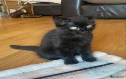 Mixed Breed cats for sale: Gorgeous female black smoke kitten 10 weeks old - Image 6