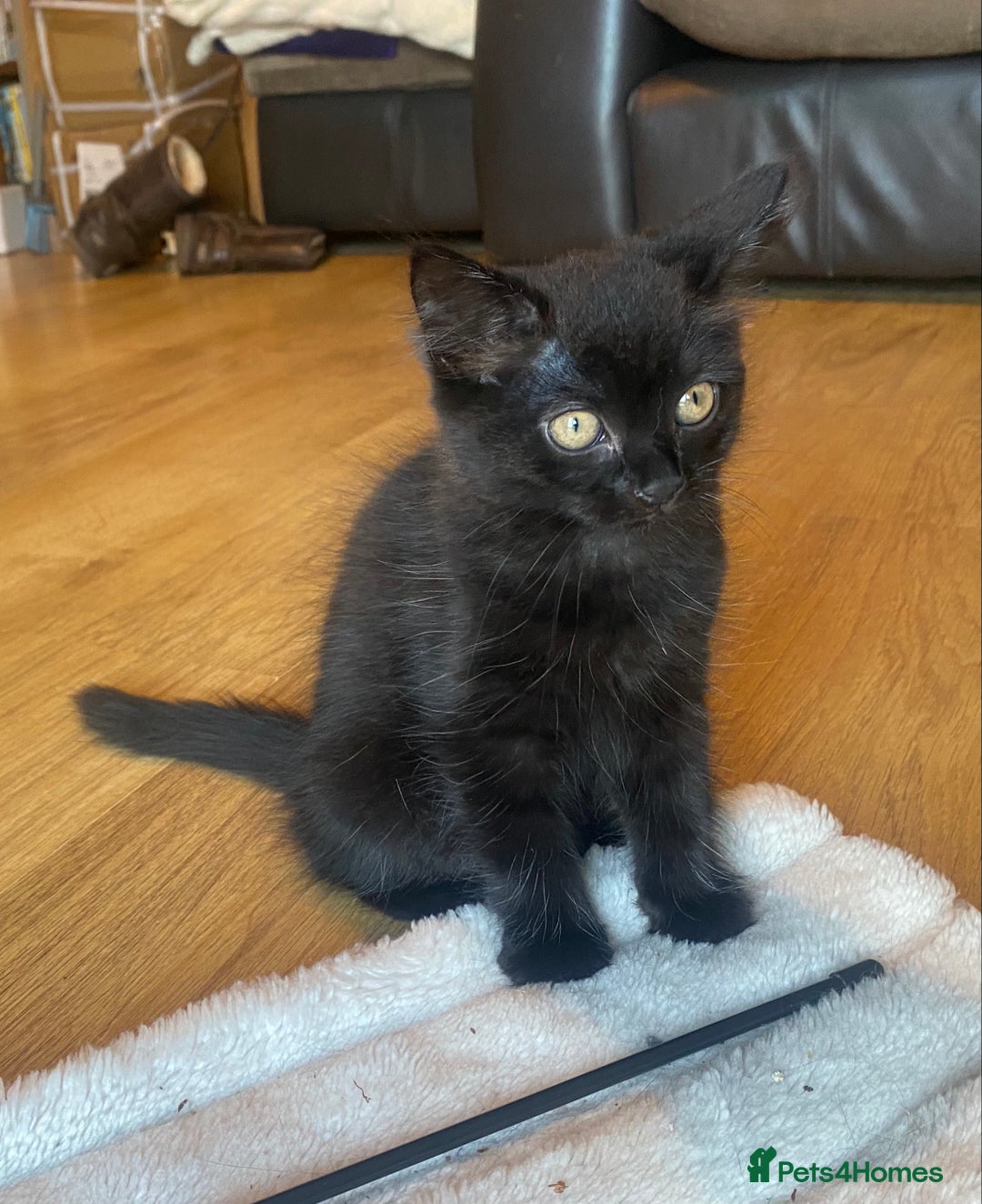 Mixed Breed cats for sale: Gorgeous female black smoke kitten 10 weeks old - Image 6