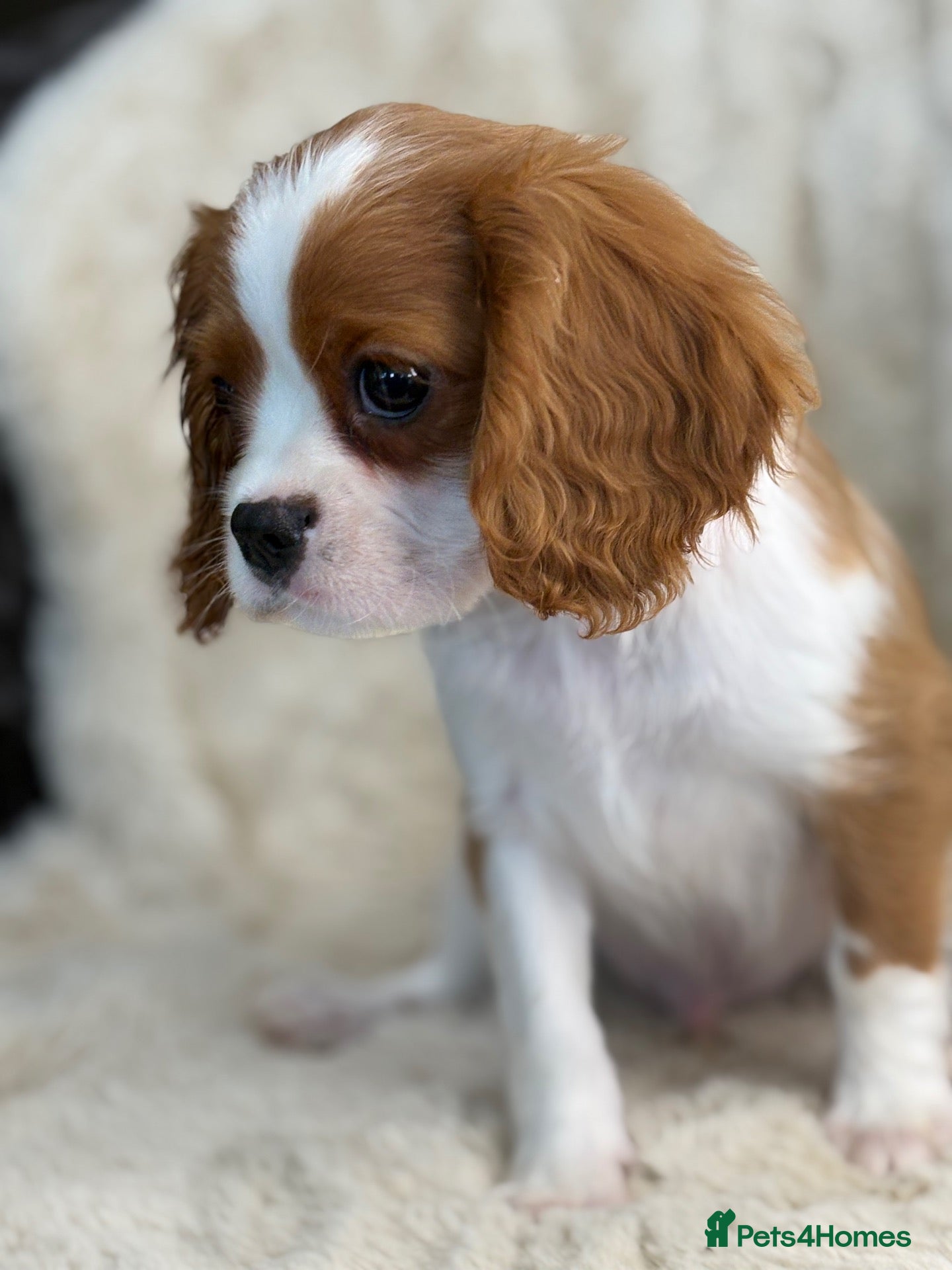 Cavalier King Charles Spaniel dogs Beautiful cavalier King Charles puppies  - Advert 2