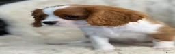 Cavalier King Charles Spaniel dogs for sale: Beautiful cavalier King Charles puppies  - Advert 2