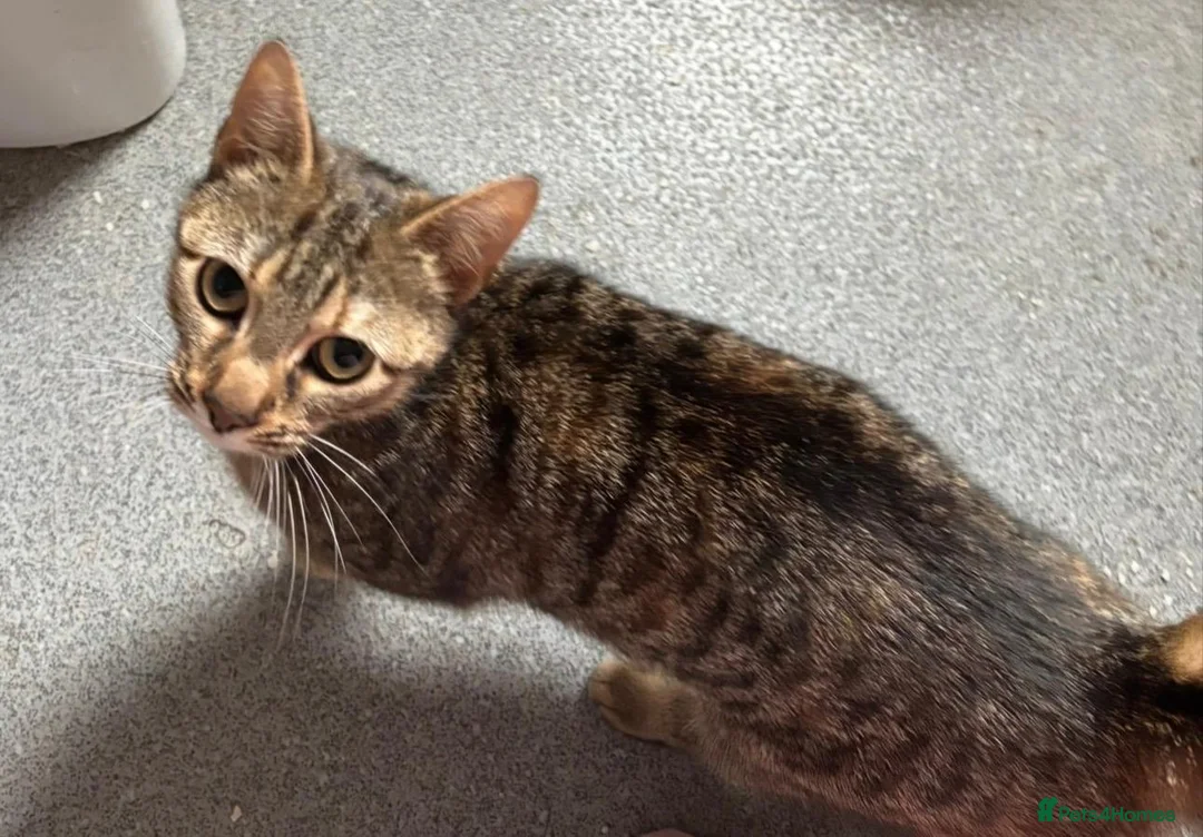 Mixed Breed cats for sale: Affectionate kittens  - Advert 2