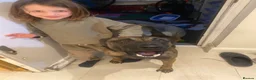 Belgian Shepherd Dog dogs for stud: The one and only Rex in London - Advert 5