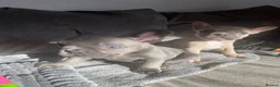 French Bulldog dogs for sale: champion french bulldog pups - Advert 3