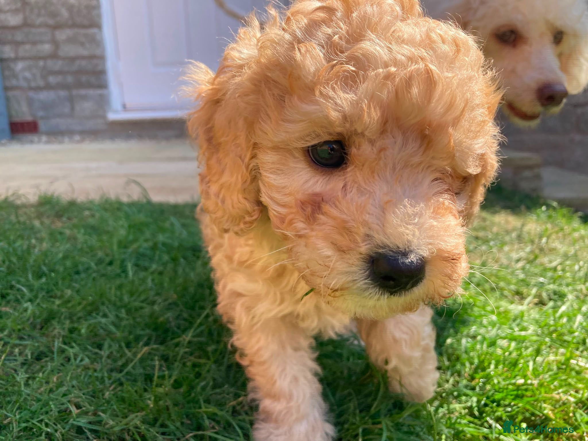 Mixed Breed dogs Little mini poodle boys! - Advert 14