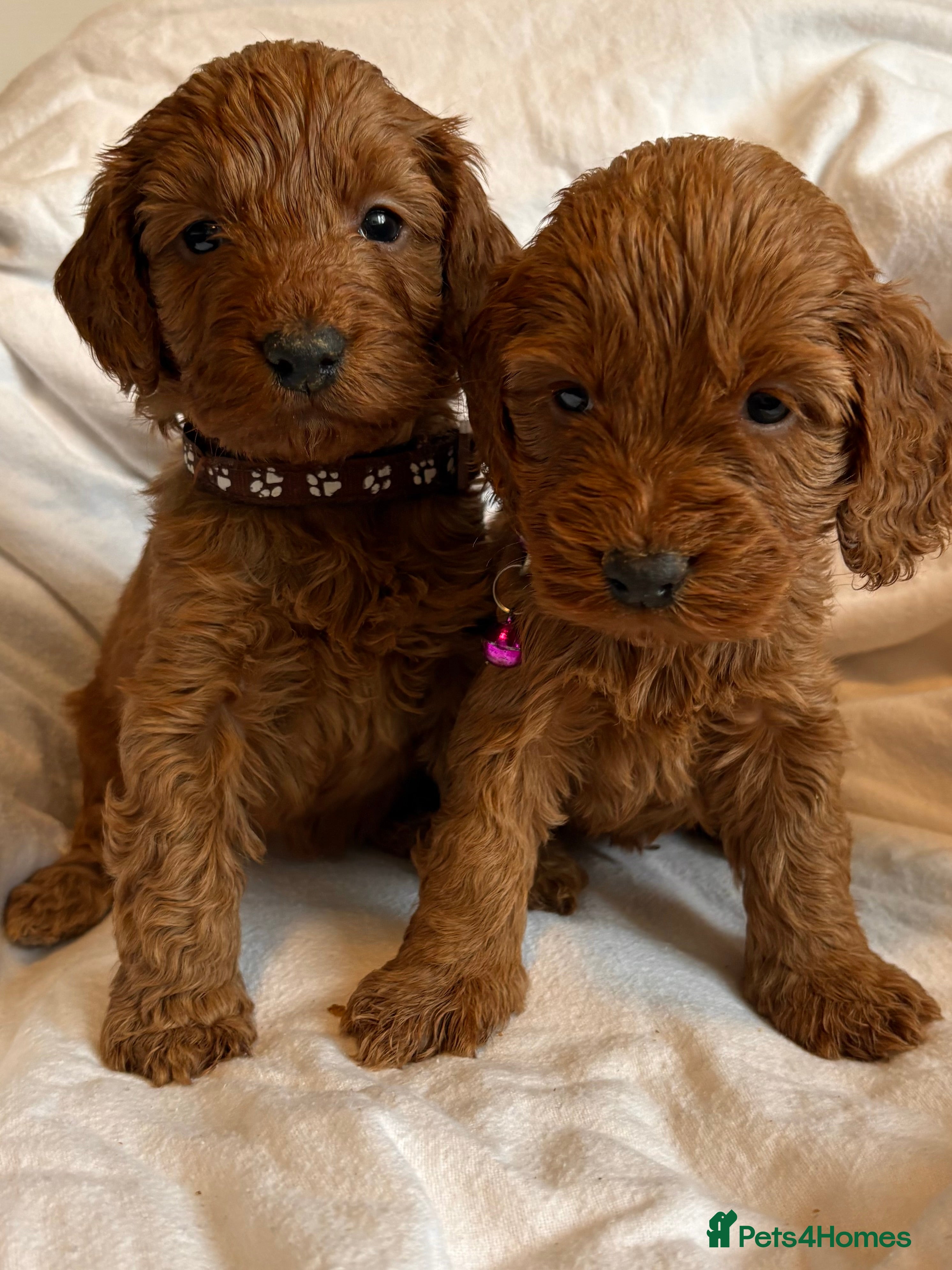 Cockapoo dogs Deep Red Cockapoos - Advert 2