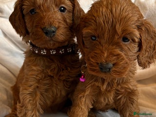 Cockapoo dogs Deep Red Cockapoos - Advert 2