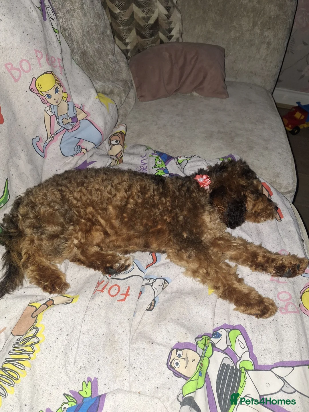 Cockapoo dogs for sale: F1b Cockerpoo  in Doncaster - Advert 2