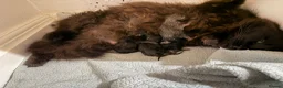 Maine Coon cats for sale: Purebred Maine Coon Kittens.Blue,Black Smoke,Tabby - Advert 22