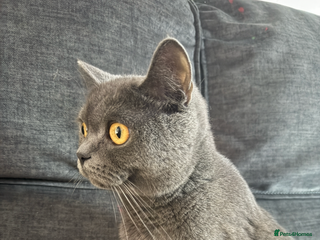 British Shorthair cats British short hair mixed kittens - Advert 3