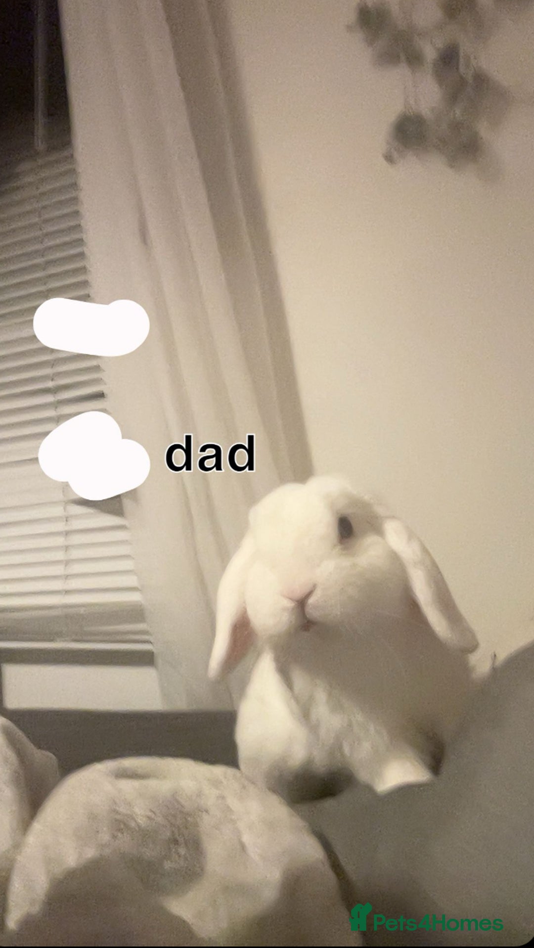 Mini Lop rabbits for sale: Gorgeous mini lip bunnies ready to go on 9thjan - Advert 1