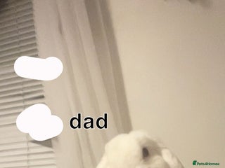 Mini Lop rabbits Gorgeous mini lip bunnies ready to go on 9thjan - Advert 2