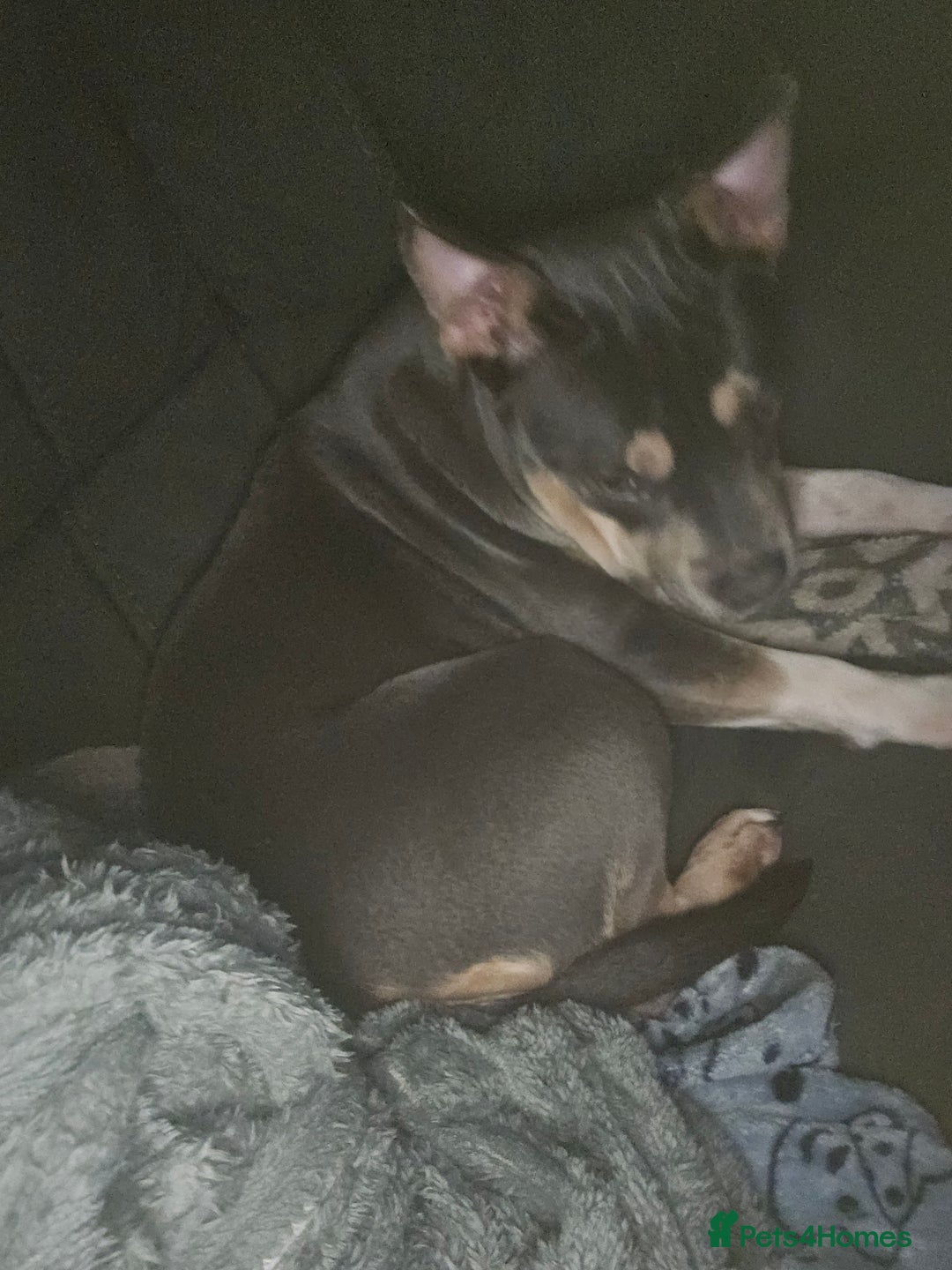 Mixed Breed dogs for sale: A*home only - Advert 4