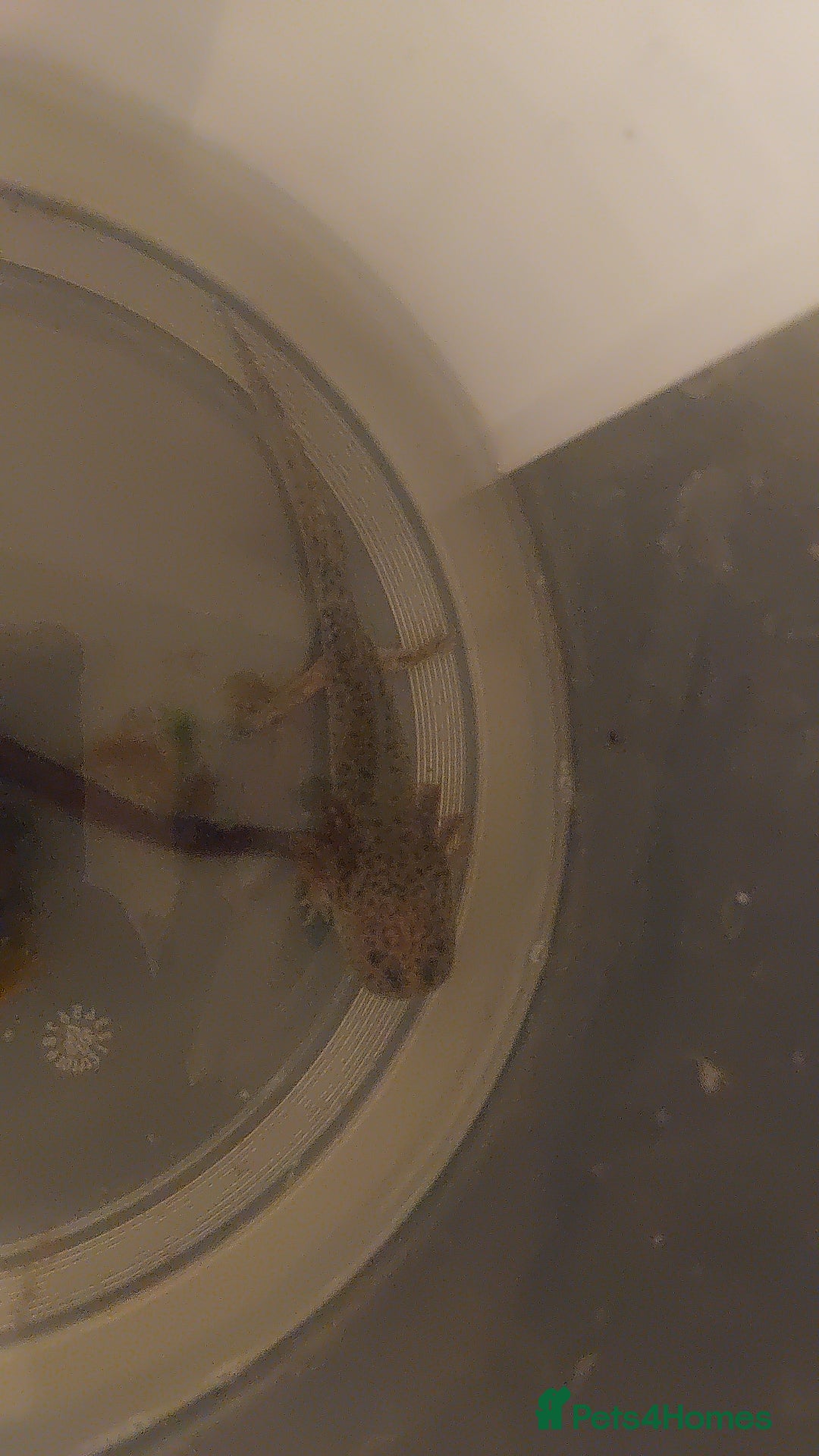 Axolotl reptiles for sale: Wild type axolotls for sale 5cm to 15cm - Image 2