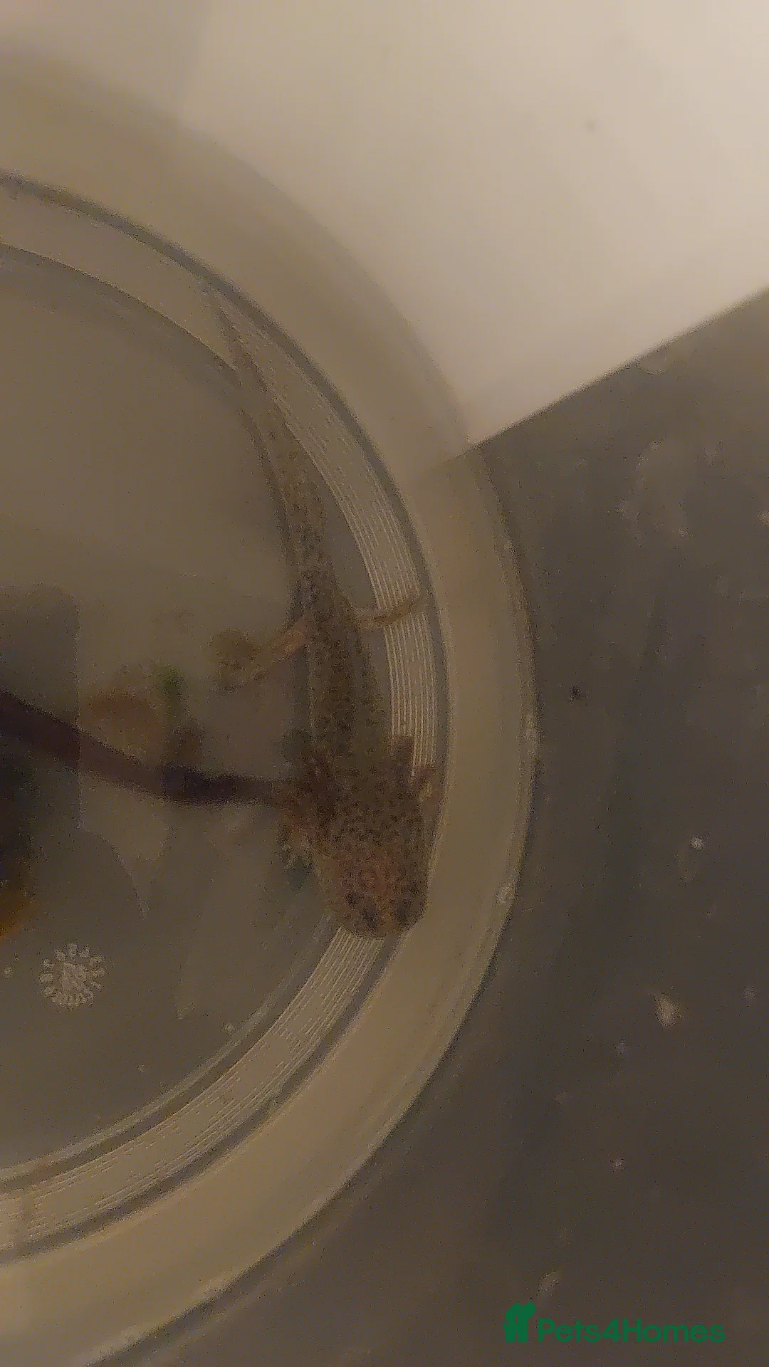 Axolotl reptiles for sale: Wild type axolotls for sale 5cm to 15cm - Advert 3