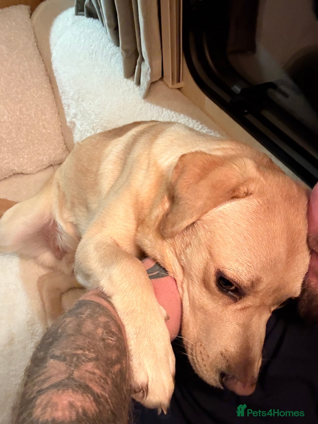 Labrador Retriever dogs for sale: Arlo 10 month old lab  - Advert 5