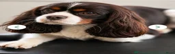 Cavalier King Charles Spaniel dogs for sale: Stunning KC Cavalier King Charles  - Advert 2