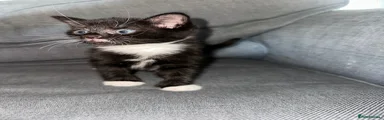 Tuxedo kitten 