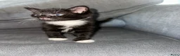Mixed Breed cats for sale: 5 tuxedo kittens for sale - Advert 4
