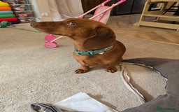 Dachshund dogs for stud: Dachshund for STUD - FREE PLEASE READ - Image 11