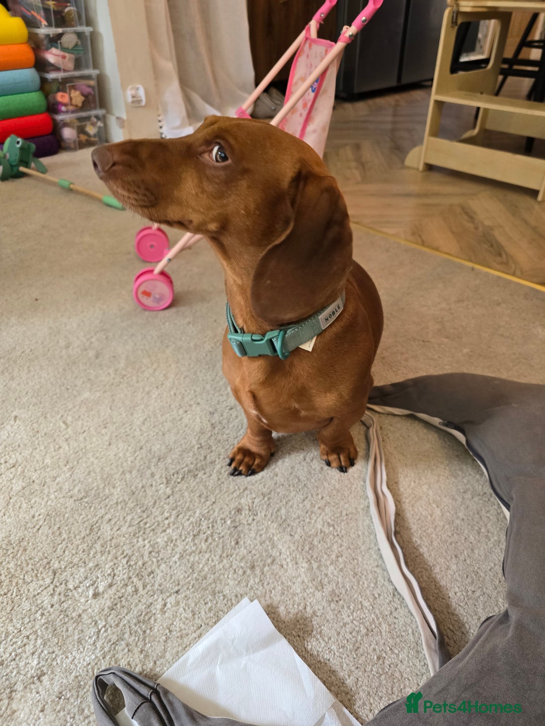 Dachshund dogs for stud: Dachshund for STUD - FREE PLEASE READ - Image 11