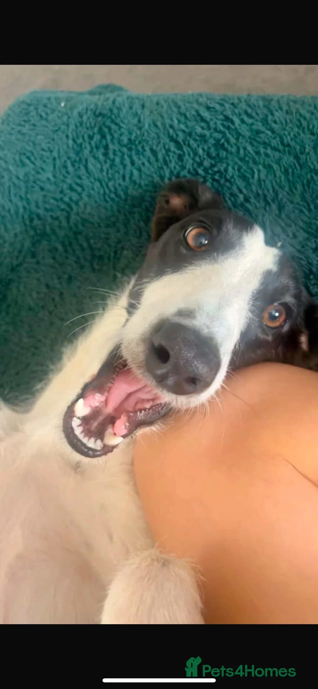 Mixed Breed dogs for sale: Whippet/Lurcher in Tranent - Advert 4