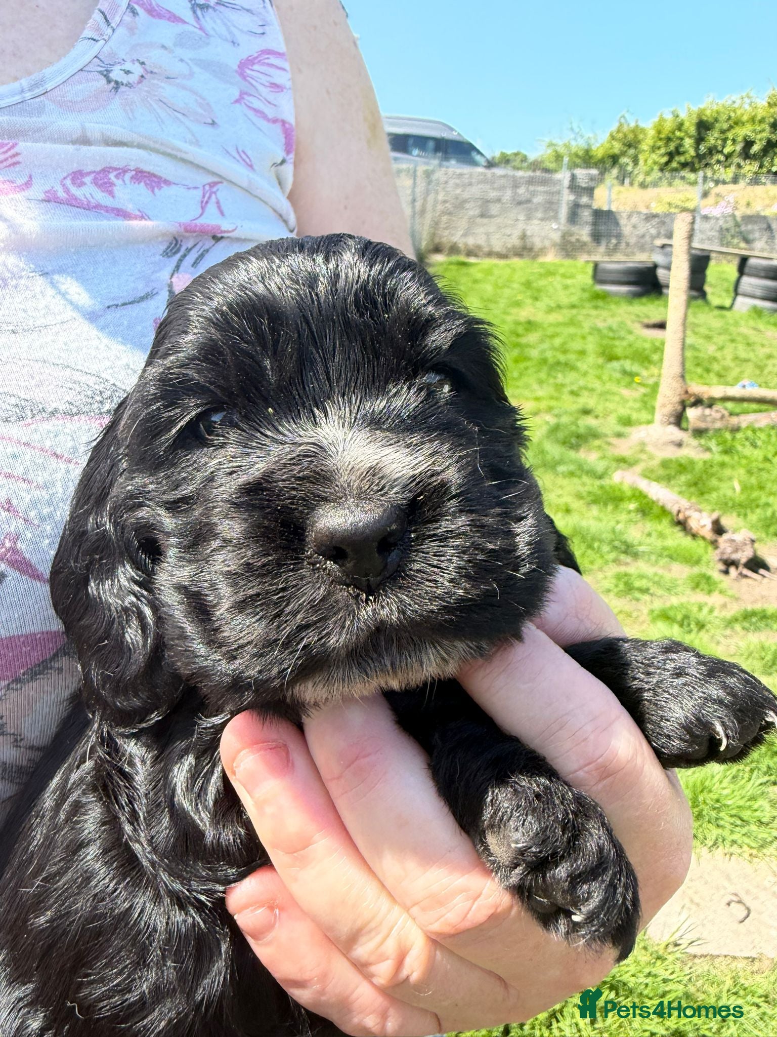 Cocker Spaniel dogs Last Show Type KC Black Male Cocker Available - Advert 1