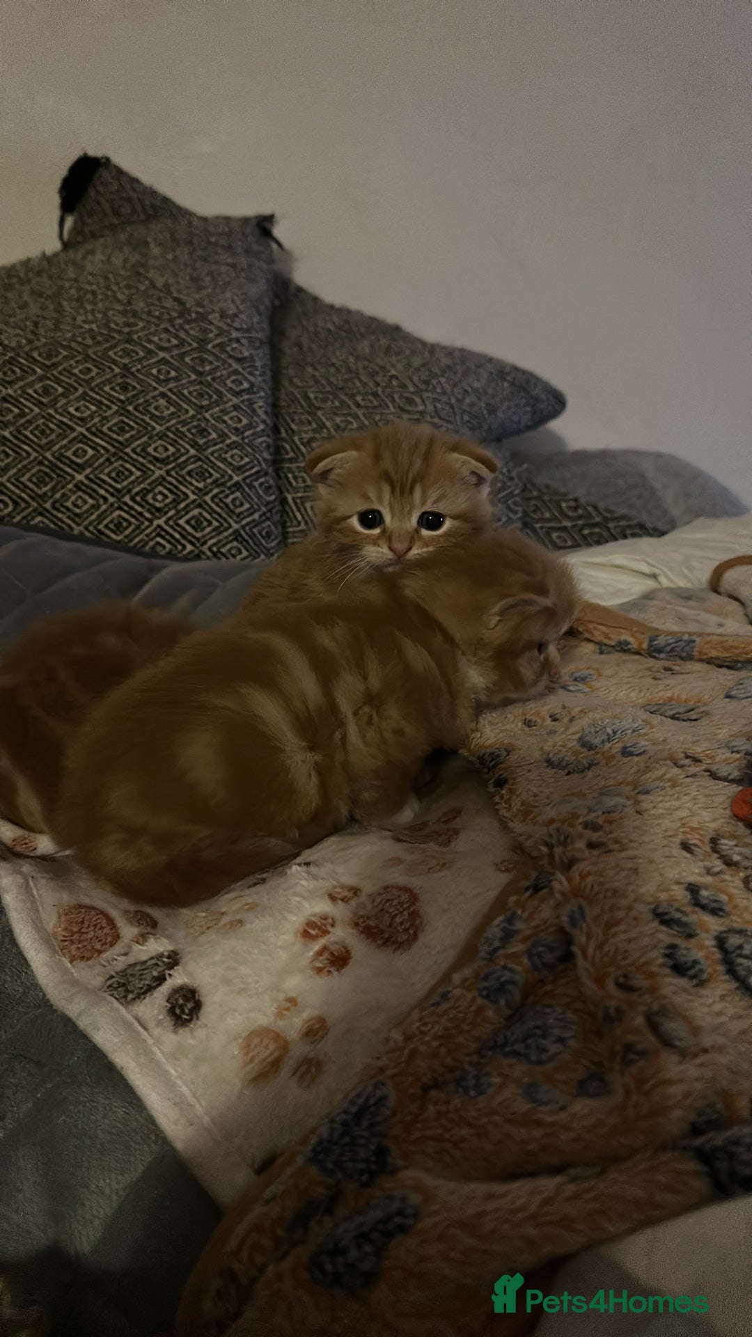 Scottish Fold cats for sale: Ginger Scottish fold/straights - Advert 5