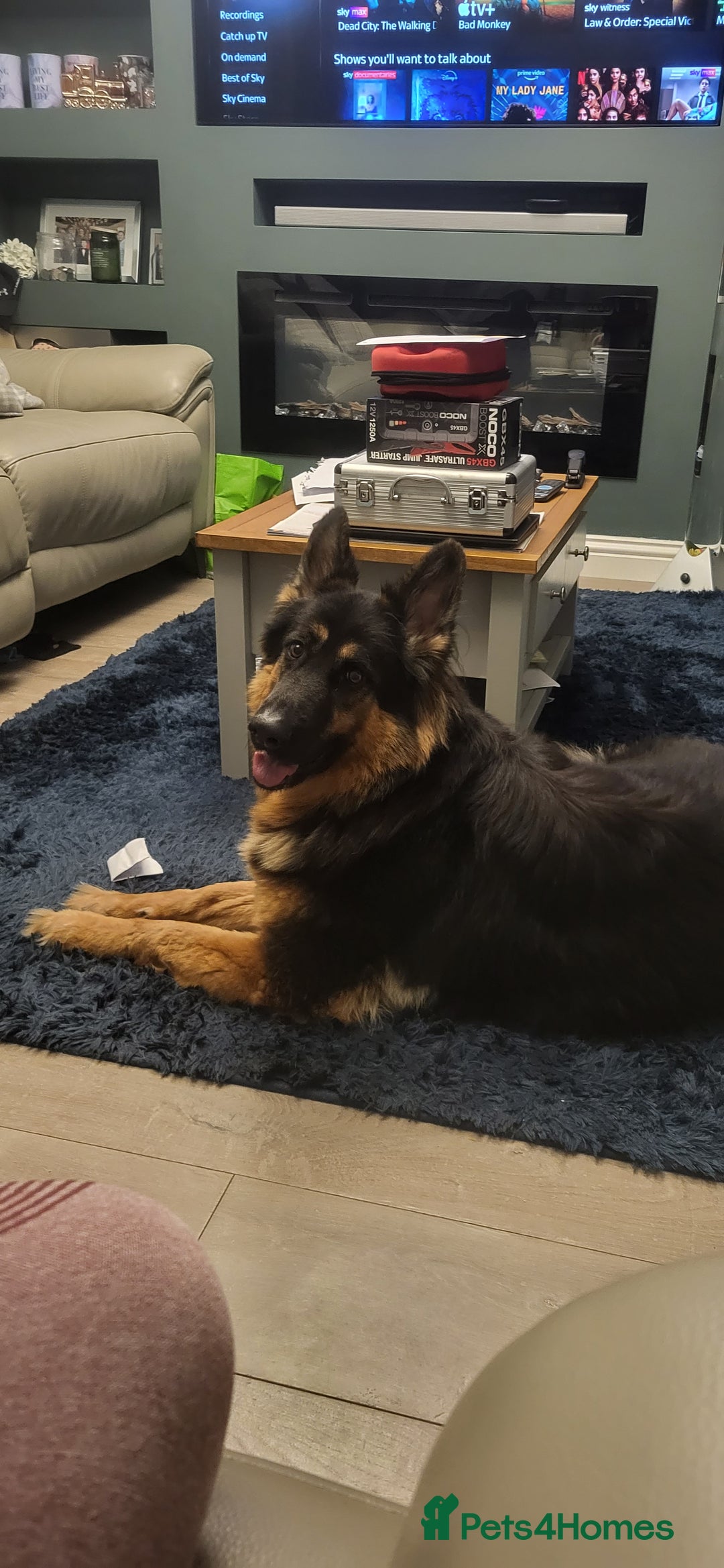 German Shepherd dogs for sale: German shepherd pups  - Image 1