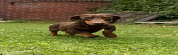 Miniature Dachshund dogs for sale: Miniature Dachshund Black & Tan Female.   in Goole - Advert 12