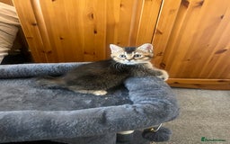 Mixed Breed cats for sale: British Short Hair Blue Cross Kittens For Sale!!!! - Image 3