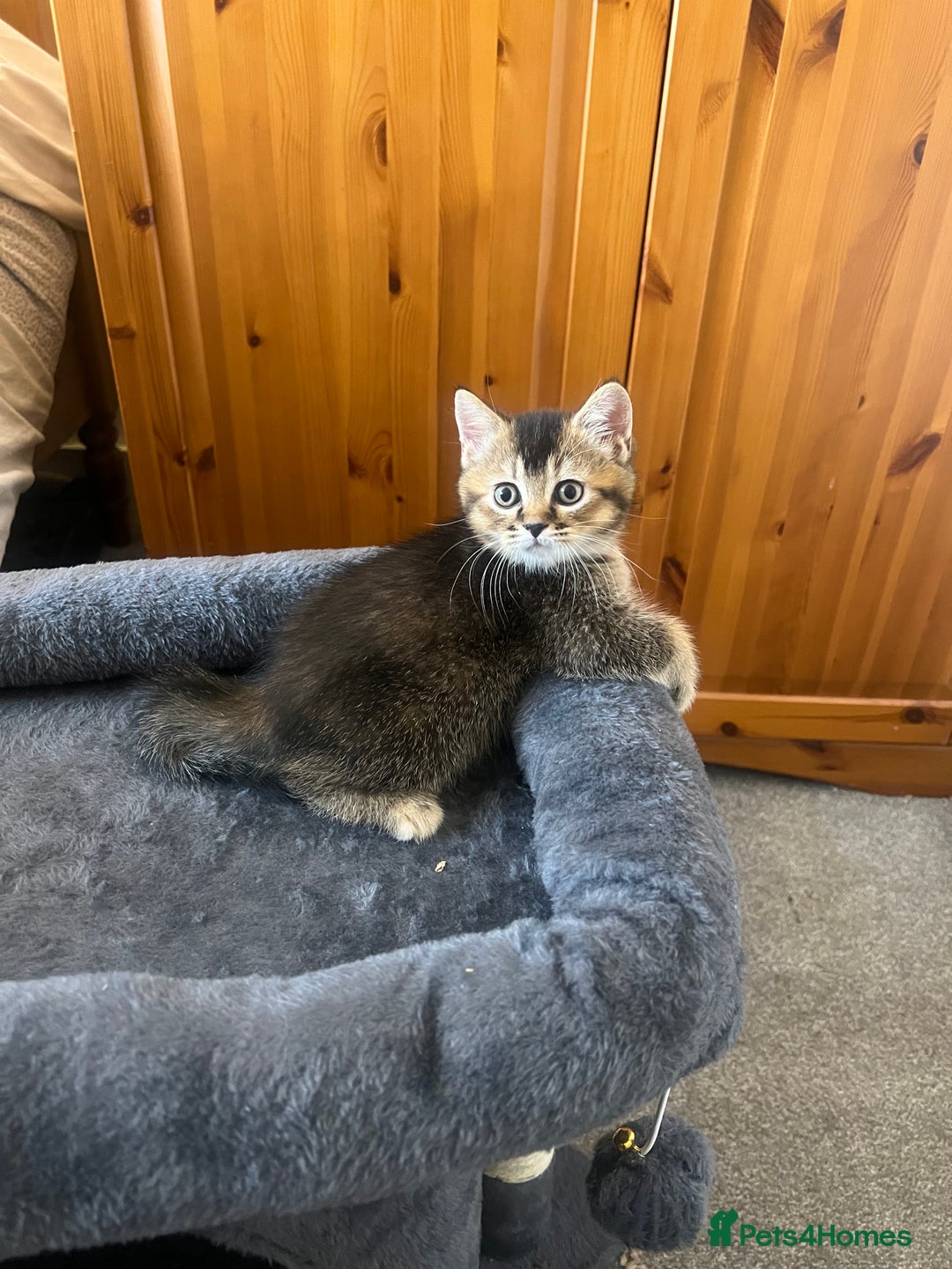 Mixed Breed cats for sale: British Short Hair Blue Cross Kittens For Sale!!!! - Image 3