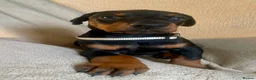 Dobermann dogs for sale: Health tested European puppies  - Advert 14