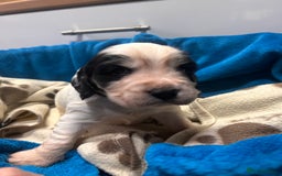 Cocker Spaniel dogs for sale: Cocker spaniel puppies for sale - Advert 6