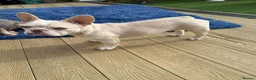 French Bulldog dogs for sale: Beautiful New Shade Isabella French Bulldog Puppy - Advert 13