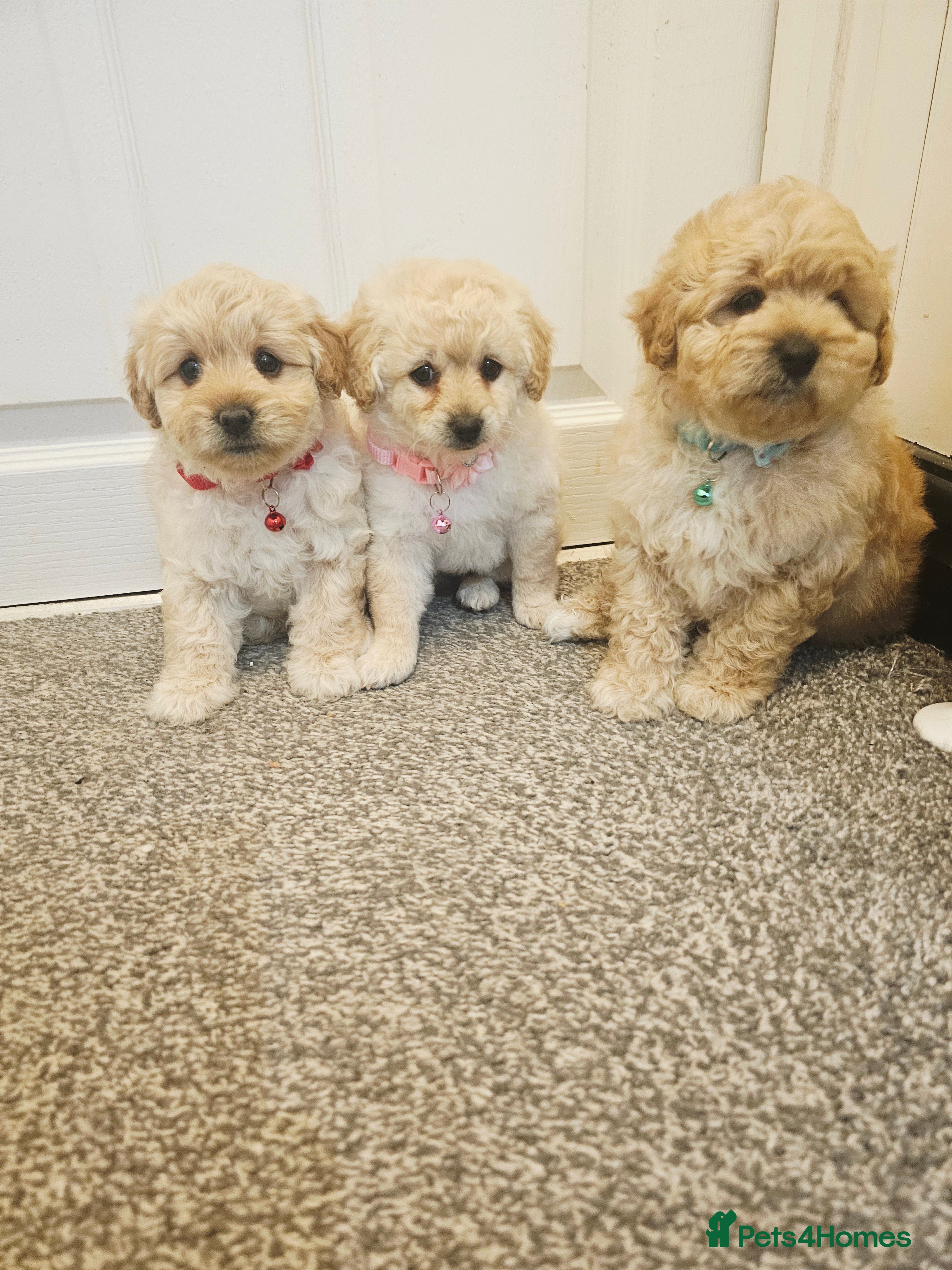 Cockapoo dogs Ready ! 2 sweet girls and 1 lovly boy - Advert 17