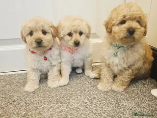 Cockapoo dogs Ready ! 2 sweet girls and 1 lovly boy - Advert 17