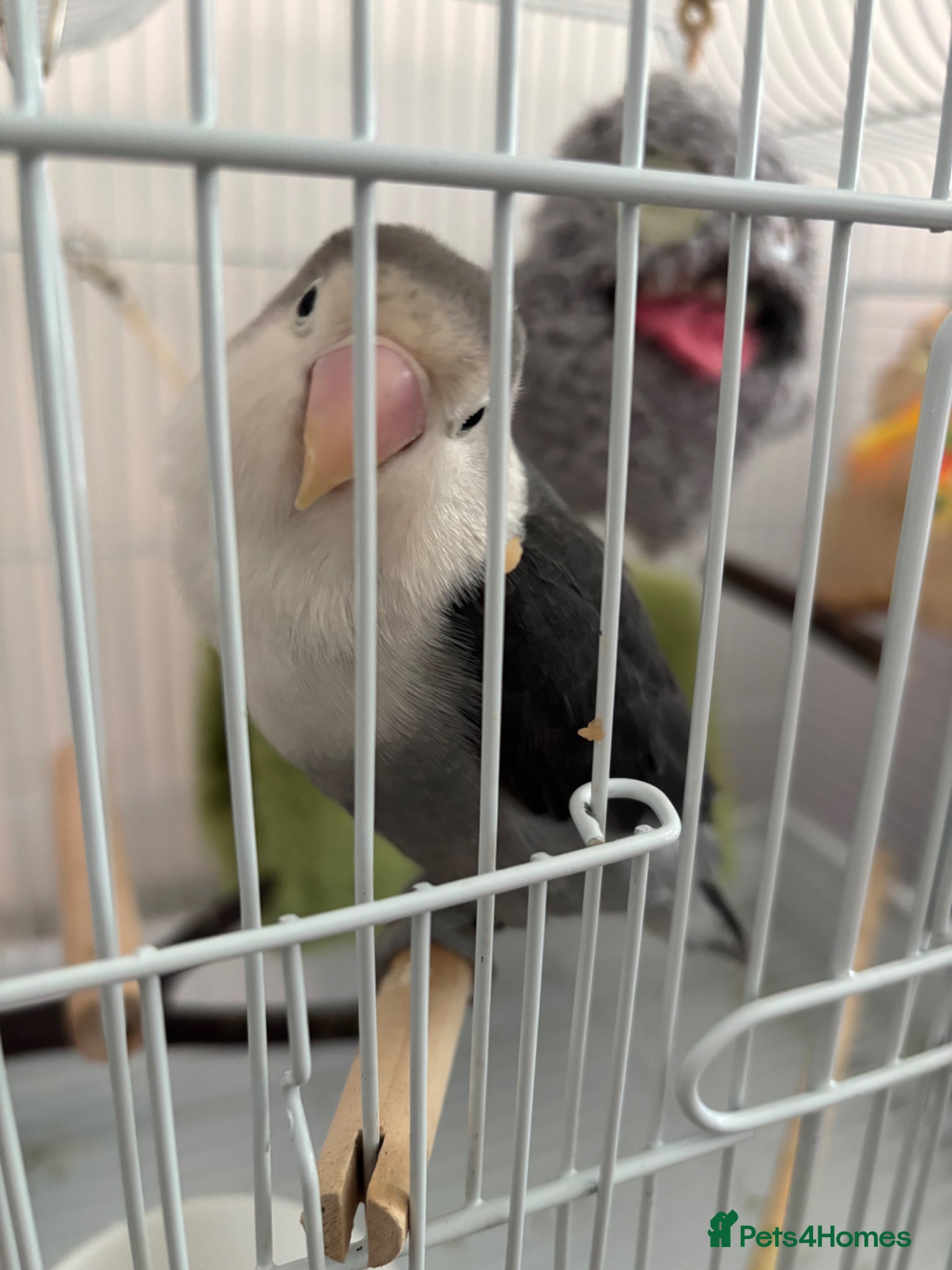 Lovebirds birds Lovebirds  - Advert 2