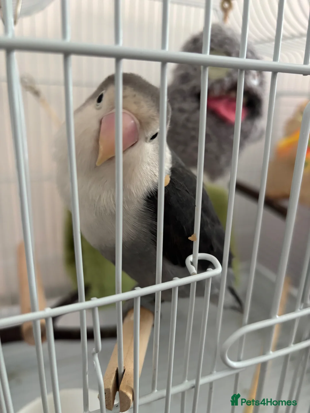 Lovebirds birds for sale: Lovebirds  in Pinner - Advert 1