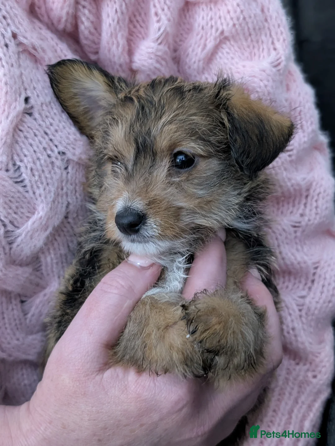 Jackapoo dogs for sale: Beautiful Jackapoo puppies  - Advert 2