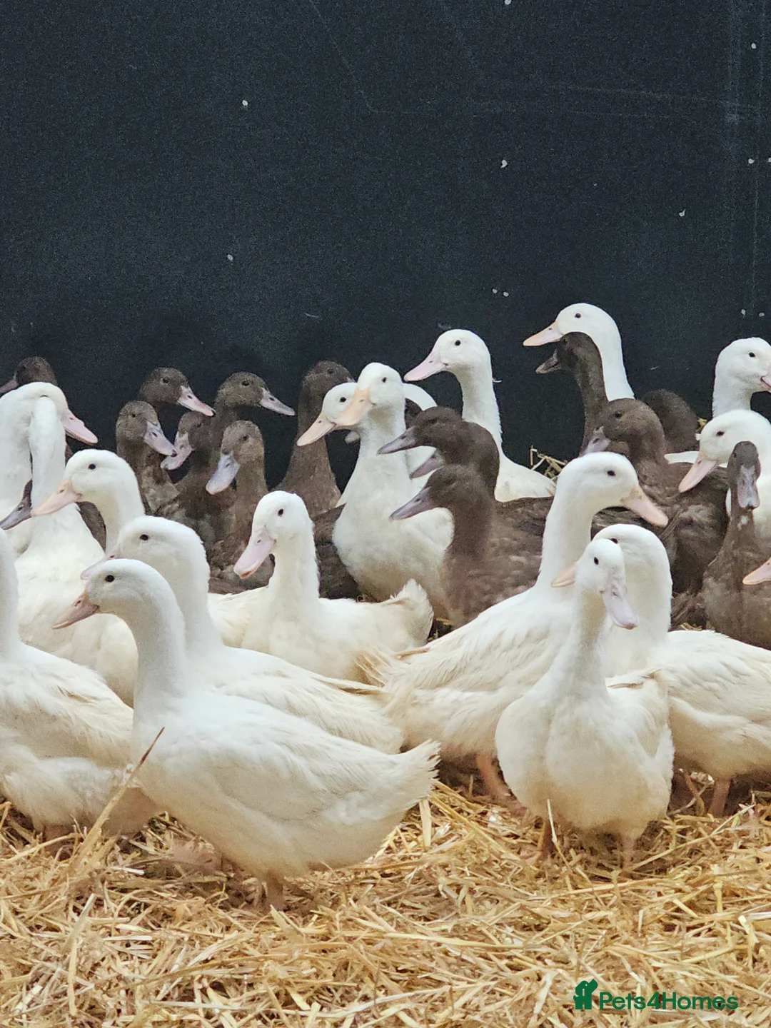 Ducks poultry for sale: Khaki campbell and cherry valley  - Advert 2