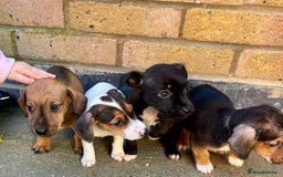 Jack Russell dogs for sale: Jack Russell Puppies - Image 10