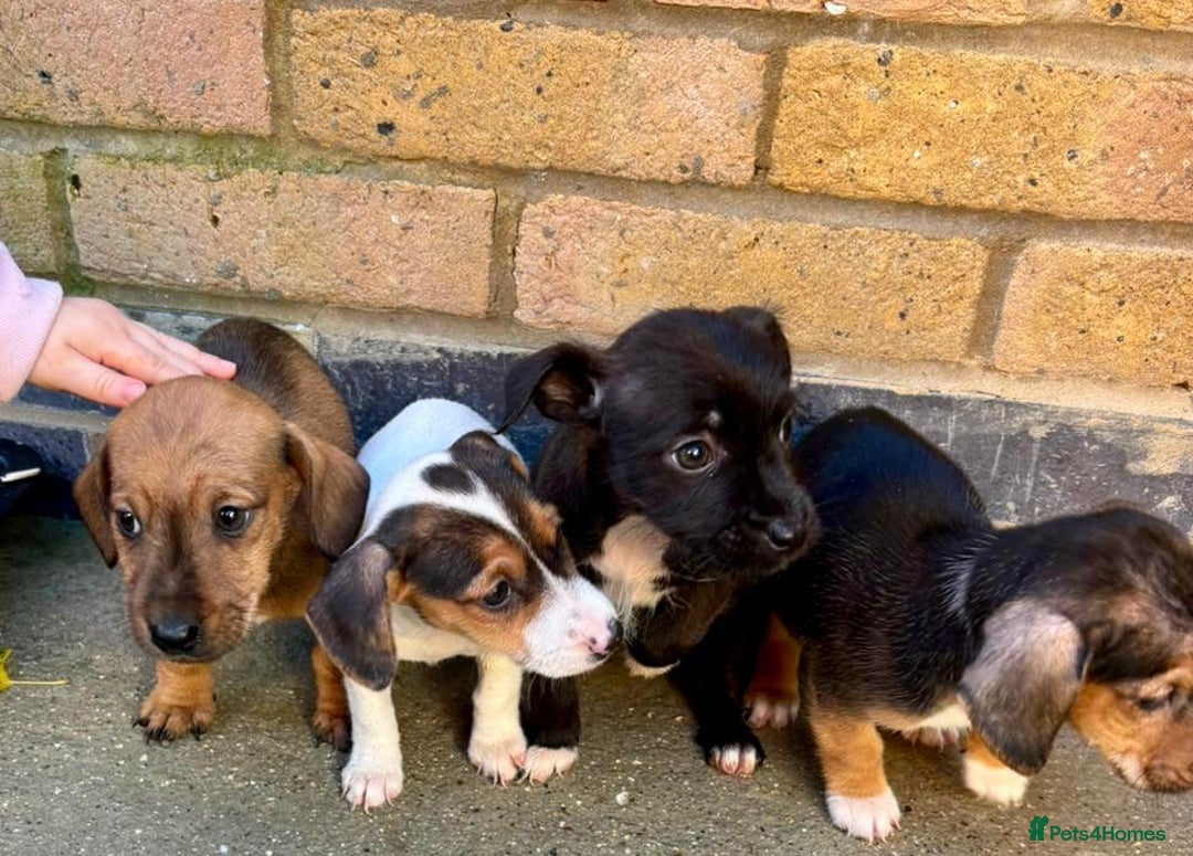 Jack Russell dogs for sale: Jack Russell Puppies - Image 10